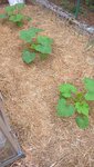 Le courgettes au 10 juillet.