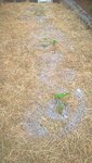 Les courgettes après plantation le 25 juillet.