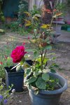 IMGP8134-001.jpg