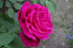 IMGP8200-001.jpg
