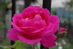 IMGP0147.jpg