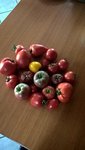 On ramassent environ cette quantités de tomates tous les jours.Génial!