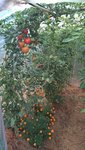 Il reste pas mal de tomates en cour de mûrissement!
