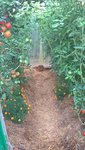 Le tunnel à tomate.Le végétation est très épaisse,sous cette angle on voit même que très peu les tomates,qui sont cachées par les feuilles.