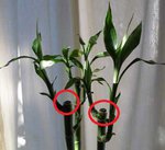la cire sur le lucky bambou. pour le yucca et le second dracaena il s'agit du même procédé