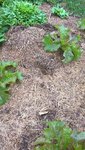 J'ai une taupe depuis quelques jours,qui vient me chambouler un peu mes plantations de salades.<br />Cela faisait plusieurs année que je n'avait pas eu de taupes,et cela me manquait un peu car je commençait à trouver des larves d'annetons dans le sol.<br />La venue de cette taupe est une bonne nouvelle pour moi,ce n'est surtout pas un ennemie,mais plutôt une amie!