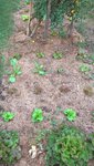 Les nouvelles séries de salades