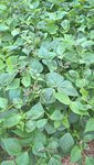 Les feuilles brûlées par les dernières canicules sont encore visible.