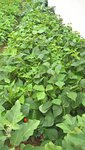 Voici les haricots verts que nous récoltons en ce moment.<br />Ils ont étés semés le 21 juin et mesurent 80cm de haut!!!