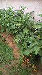 Les aubergines produisent abondamment,plus que l'année dernière.<br />J'en offre le maximum,car les plants sont trop chargés et j'ai actuellement beaucoup de branche et de tuteurs qui cassent sous le poids des fruits.
