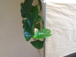 Fleur sur le sommet de la plus haute tige