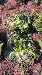 Même arrosées le soir puis au petit matin,les salades brûlent sous le cagnard.<br />Des gros orages sont annoncés pour ce soir,on verra bien,mais pour le moment nous avons 60kmh de vent qui assèche encore plus la végétation.