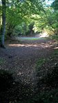 Ceci est une mare qui normalement comporte plusieurs dizaines de centimètres d'eau à cette époque,et inonde toute la foret d'octobre à avril.<br />Il n'y a plus une goutte d'eau dans la mare depuis le mois de juin. :(