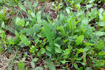 2 herbes envahissantes1.jpg