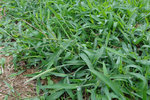 grosse herbe1.jpg