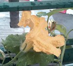 IMG_20150814_082933.jpg