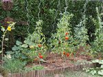 P8110028V1.jpg