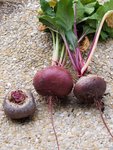 P8080006V1.jpg