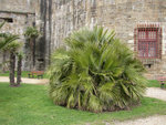 Chamaerops humilis - St Malo mars 2003.JPG