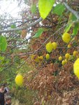 fruits bizarres1.jpg