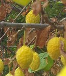 fruits étranges.JPG