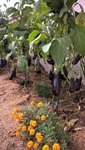 Les plants sont chargés au maximum.