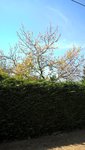 Certains arbres deviennent des fantômes.