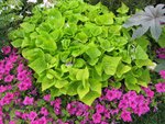 Plante 1