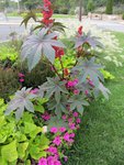 Plante 2