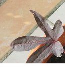 feuille à identifier.jpg