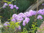 DSCN6355.JPG