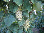 DSCN6364.JPG