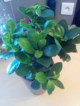 ficus1 19.08.15.jpg