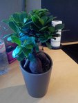 ficus4 19.08.15.jpg