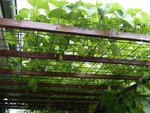 Entre la cabane de jardin et la maison