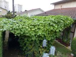 Une vue de la cabane de jardin &quot;un peu étouffée&quot;