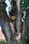 Haut tronc avec champignon.JPG