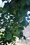 Feuilles tilleul Verso.JPG