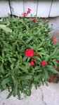 plante A