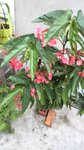 plante B