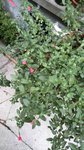 plante C