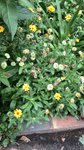 plante D