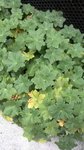 jardiniere.jpg