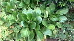 plante sol.jpg