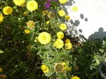 Bouton jaune épais.jpg