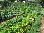 POTAGER AOUT 1.jpg