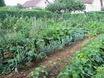 POTAGER AOUT.jpg