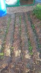Paillage avec de la tonte de gazon récupéré chez un voisin qui avait pu arroser un peu son herbe.
