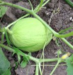 courge 1.jpg