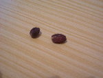 graines palmier.JPG